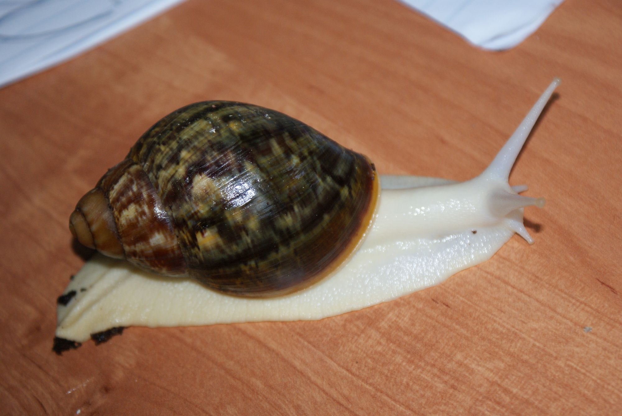 DSC01117.JPG