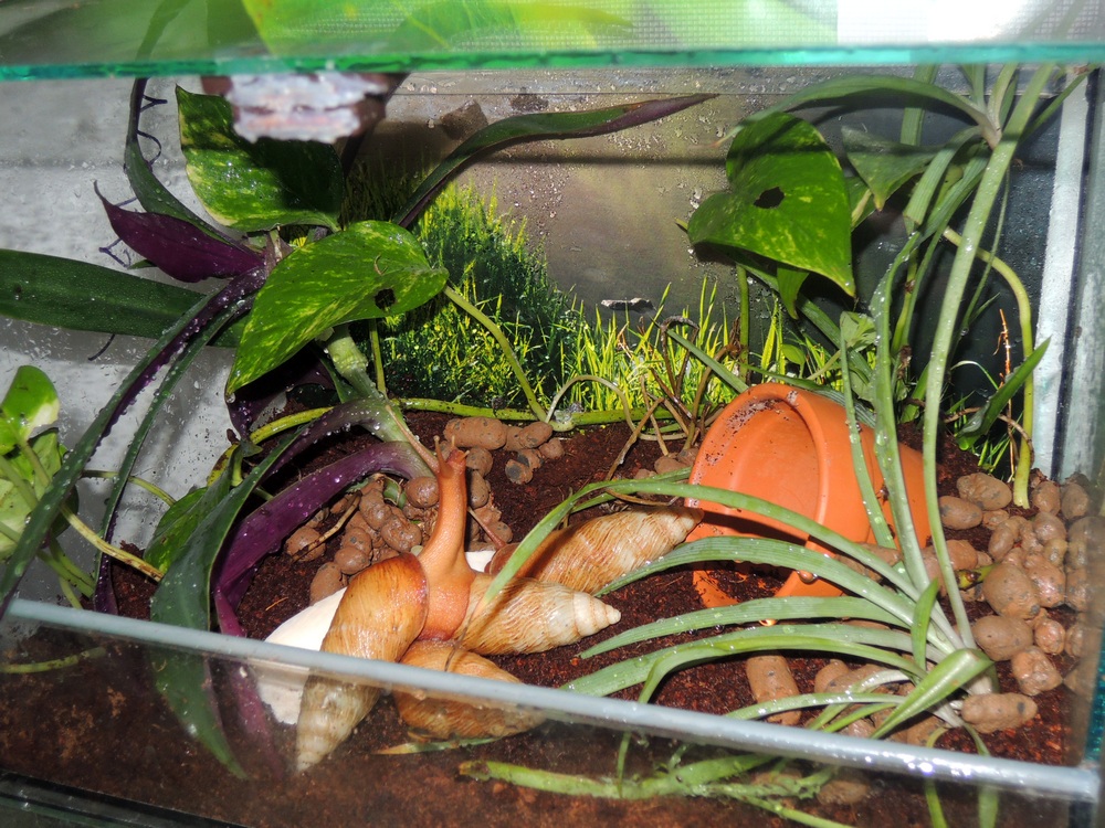 Terárium pro pseudachatiny