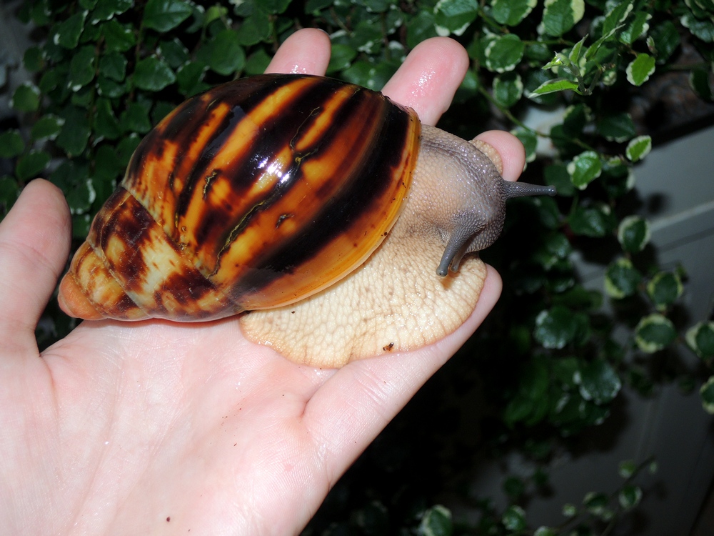 archachatina marginata eduardi var. rhodei