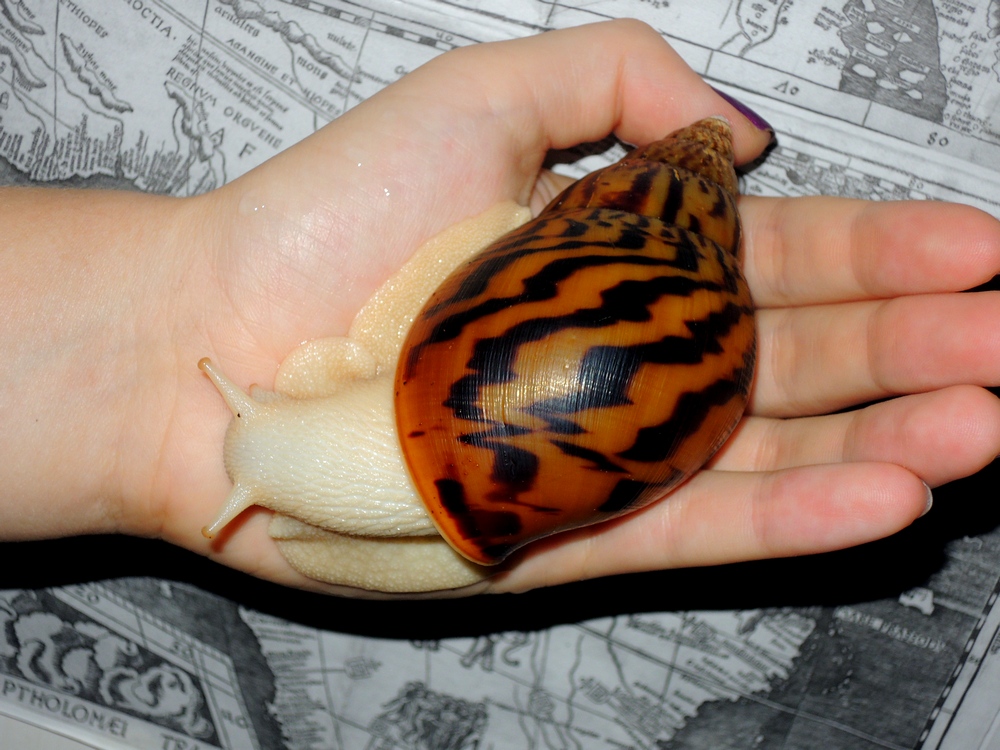 achatina achatina albino body