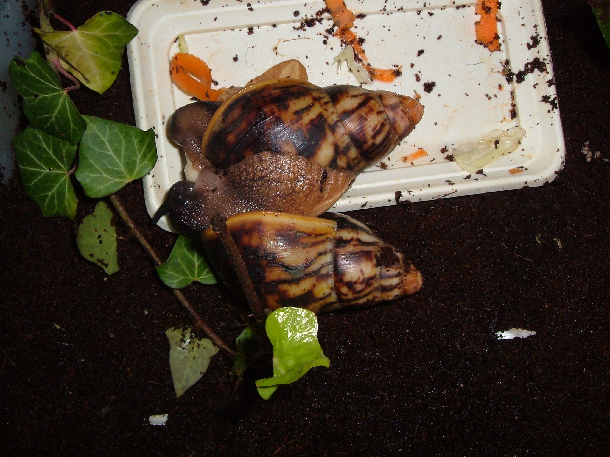 DSCF2262.JPG